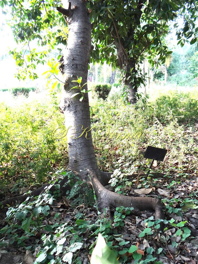  Buttressed Roots